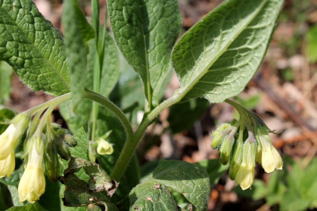 Symphytum tuberosum  / Consolida tuberosa